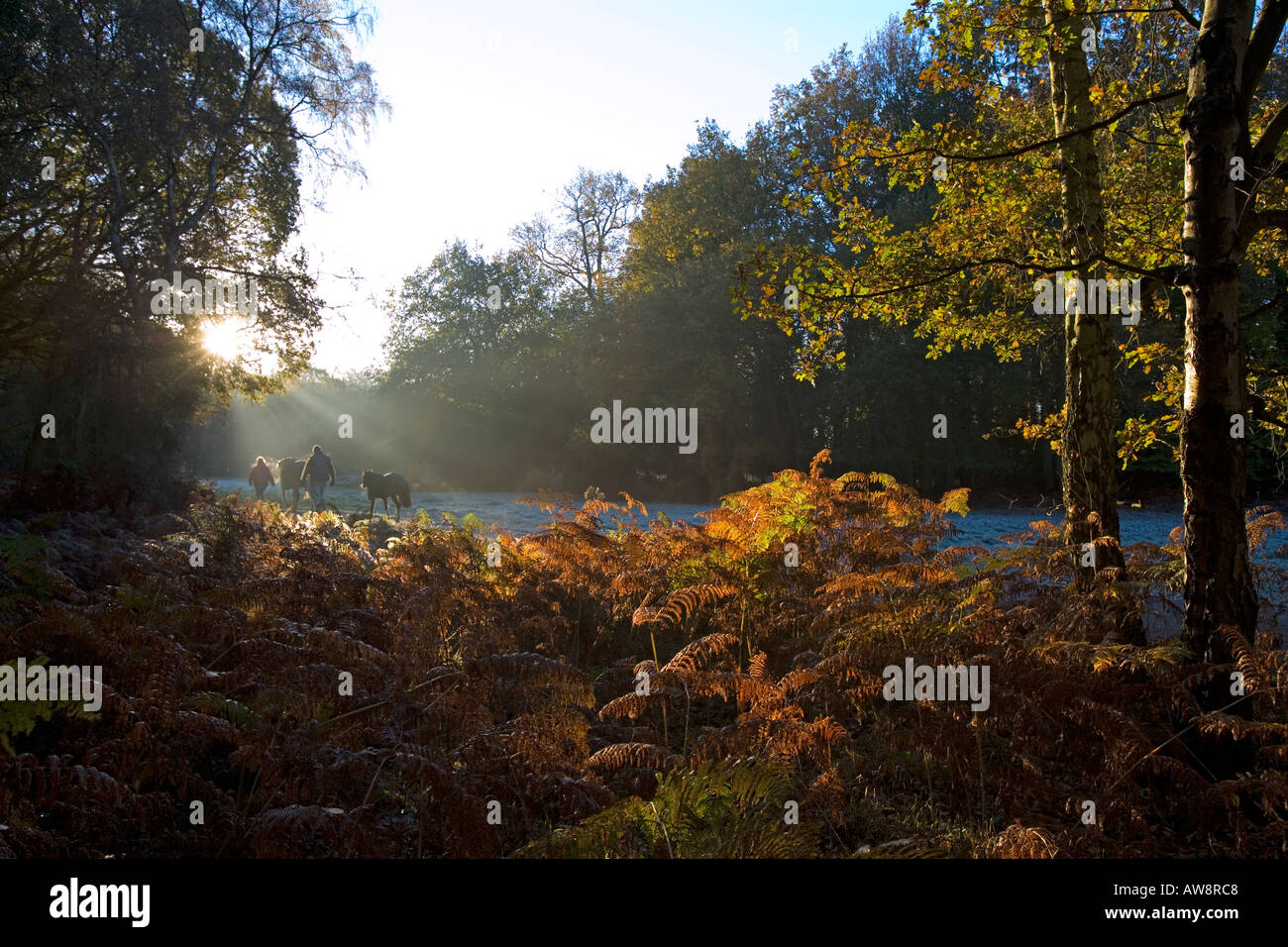 Frosty Morning in Woodland with Horses Stock Photo