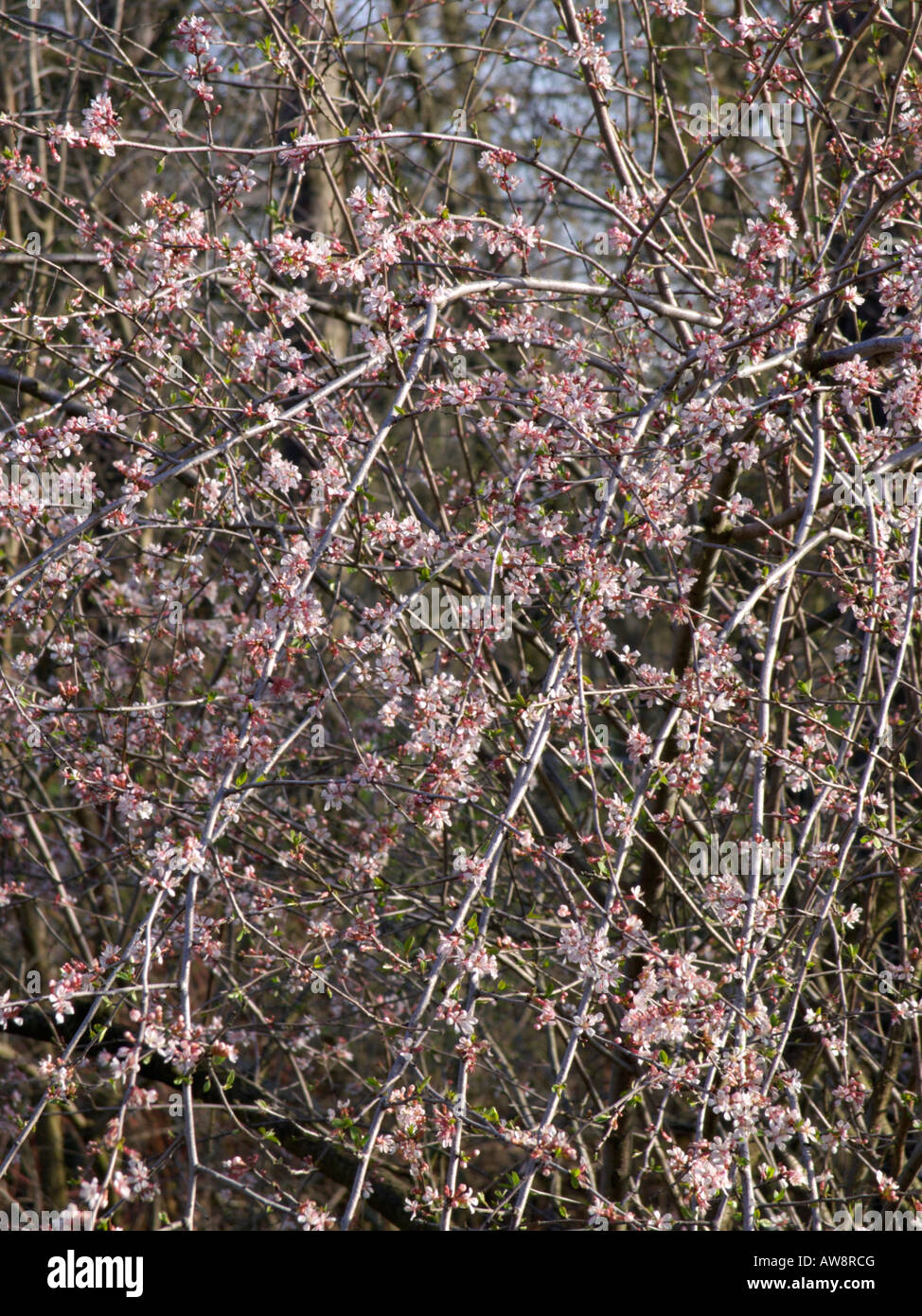 Cherry (Prunus microcarpa) Stock Photo