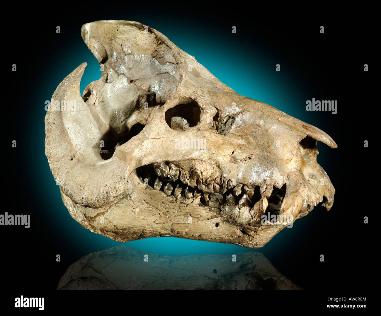 Promerycochoerus carrikeri ,Monroe Creek, Souix Co Nebraska Early Miocene Stock Photo