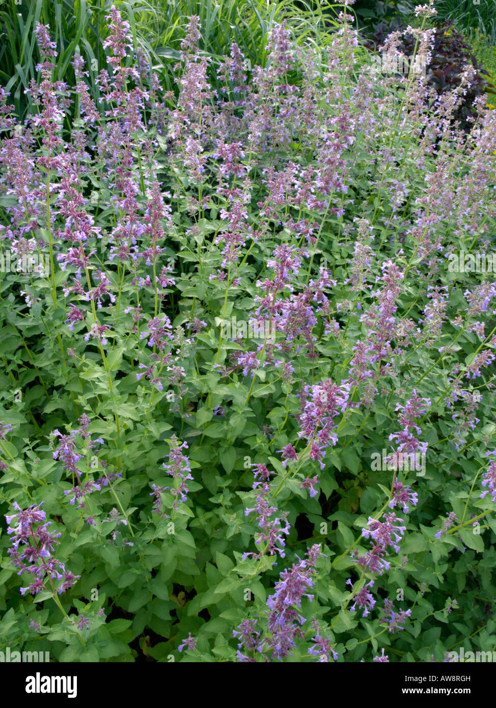 Sage (Salvia) Stock Photo