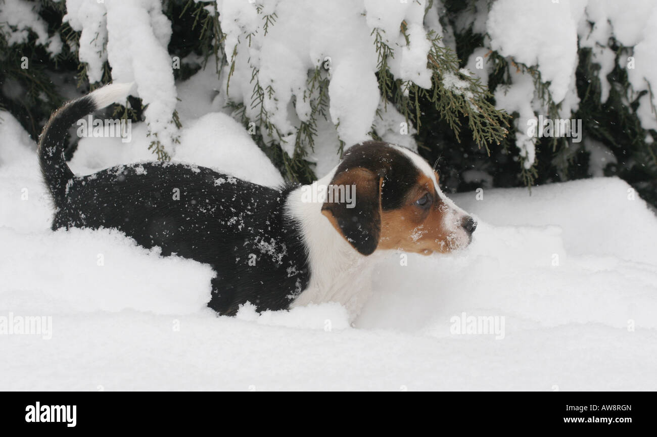 Beagle pup hi-res stock photography and images - Alamy