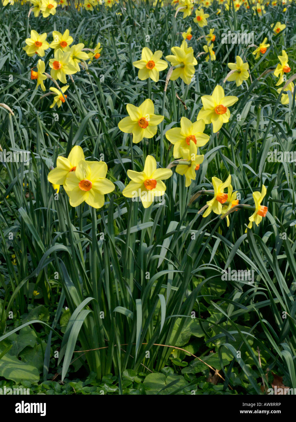 Daffodils (Narcissus) Stock Photo