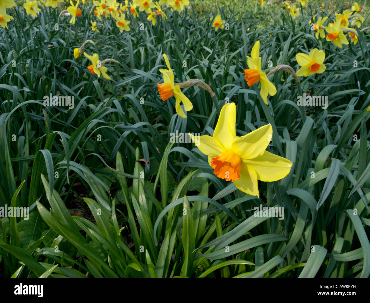 Daffodils (Narcissus) Stock Photo