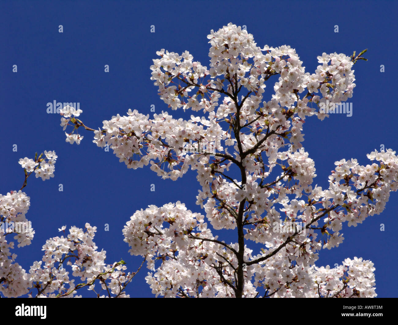 Tokyo cherry (Prunus x yedoensis Stock Photo Alamy