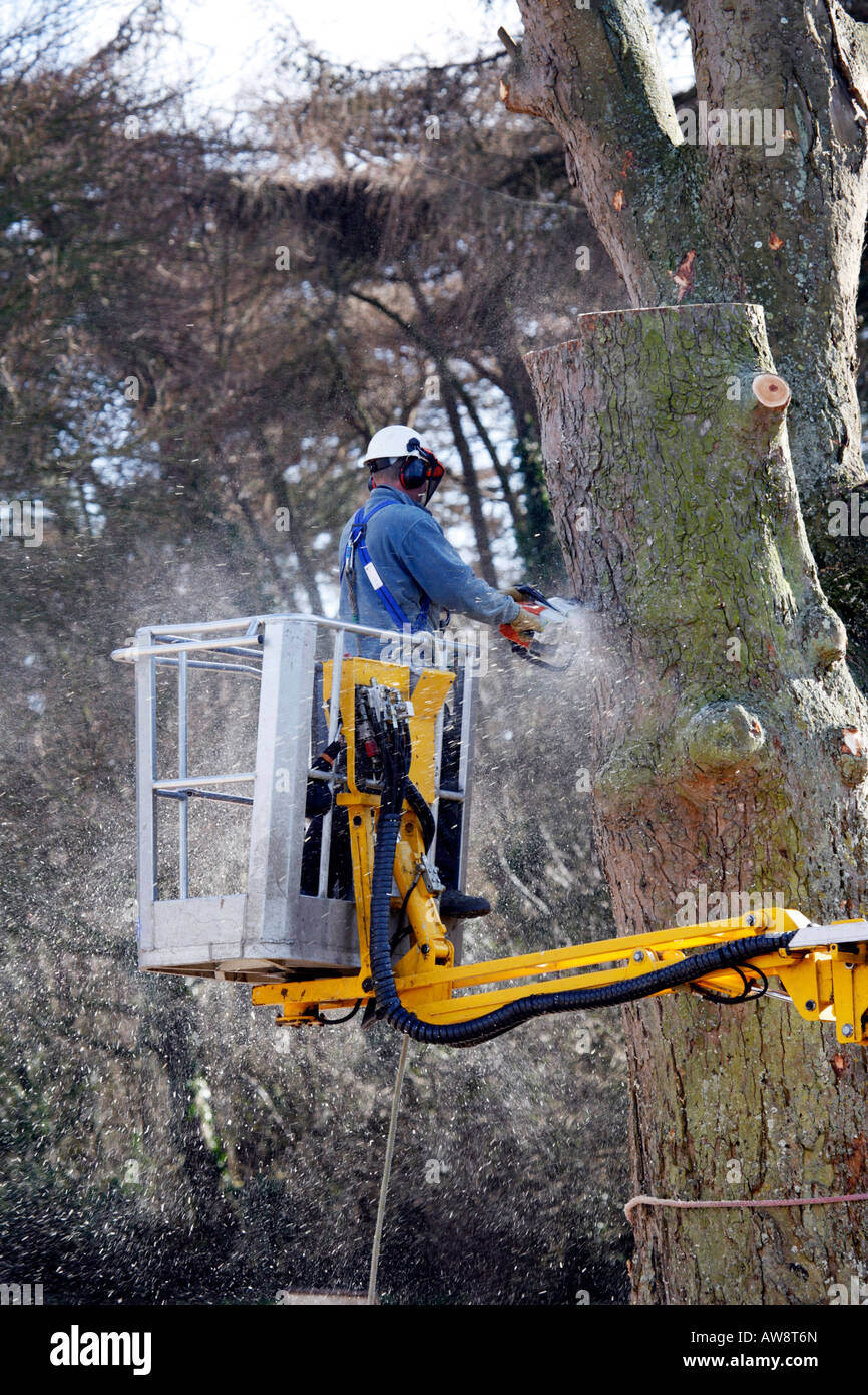Tree Surgeon cutting down tree with chain saw standing in cherry picker