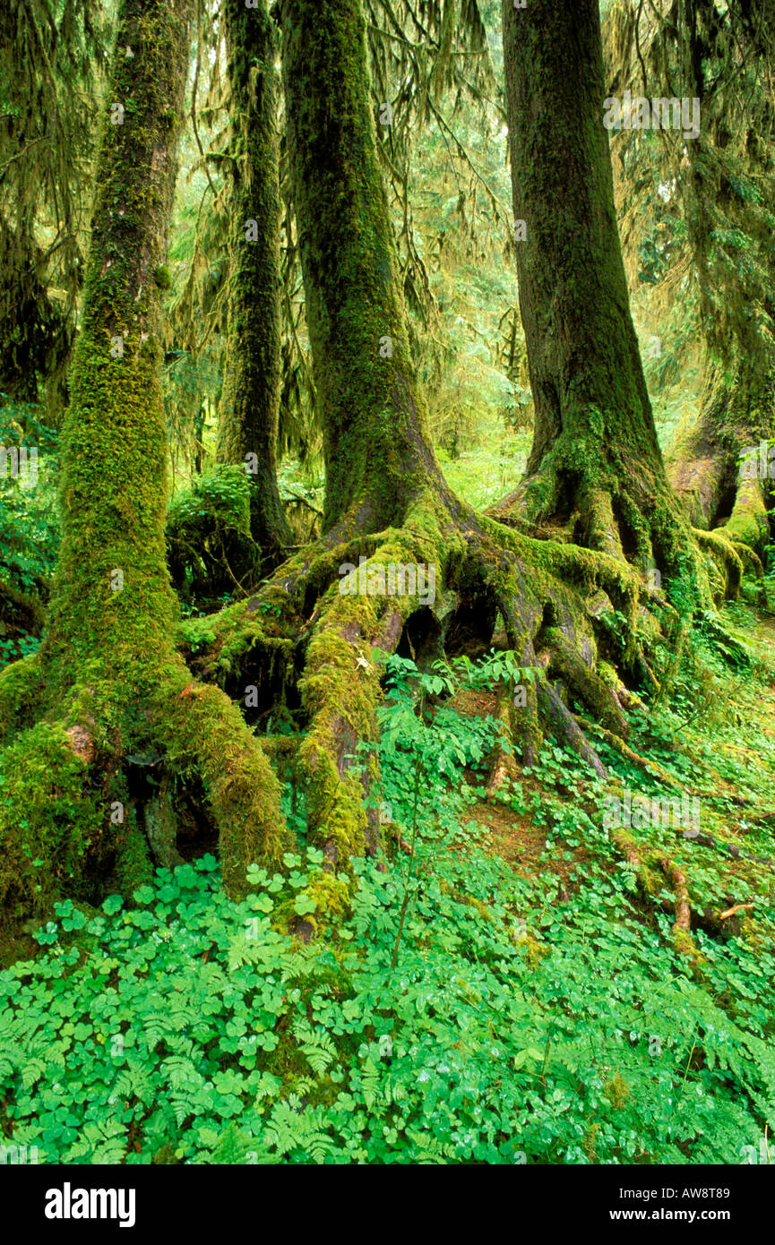 A colonaid of western hemlock trees growing from a nurse log Hoh Rain