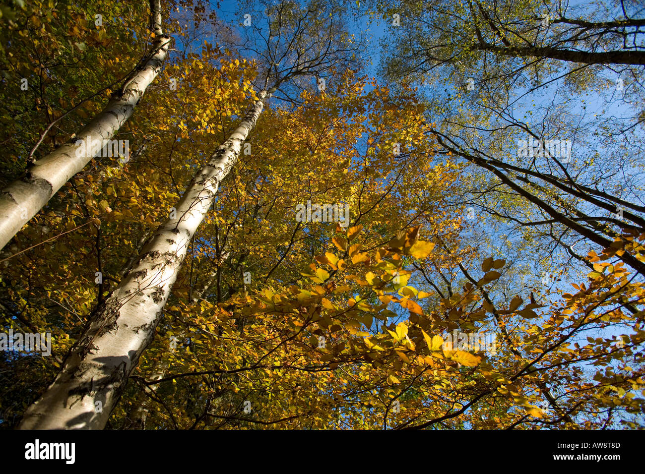 Silver Birch & Beech In Autumn Hertfordshire UK November Stock Photo