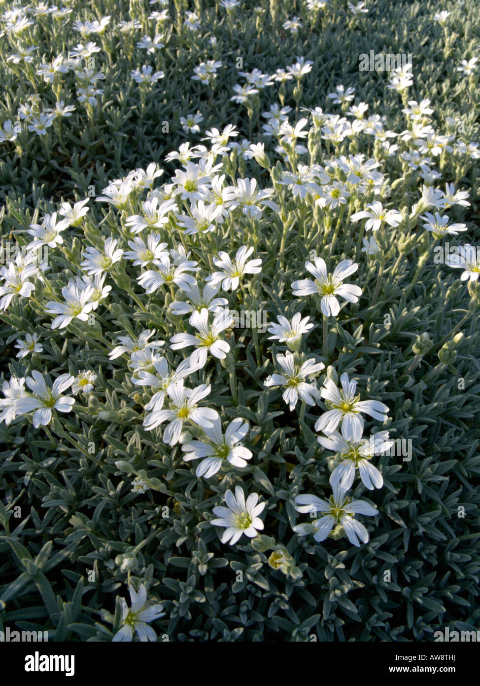 Snow-in-summer (Cerastium tomentosum var. aetnaeum) Stock Photo