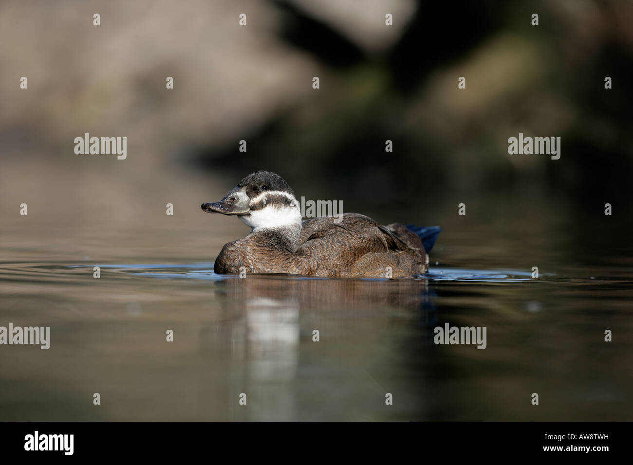 White headed duck Oxyura leucocephala Female Native to Spain Stock