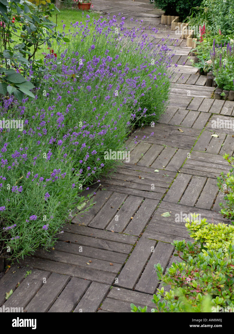 Common lavender (Lavandula angustifolia) Stock Photo