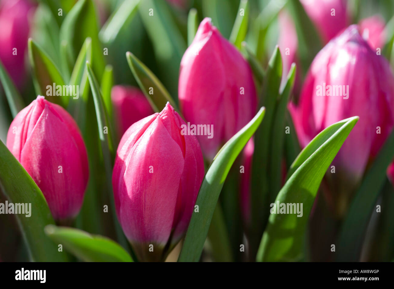 Pink tulip buds hi-res stock photography and images - Alamy