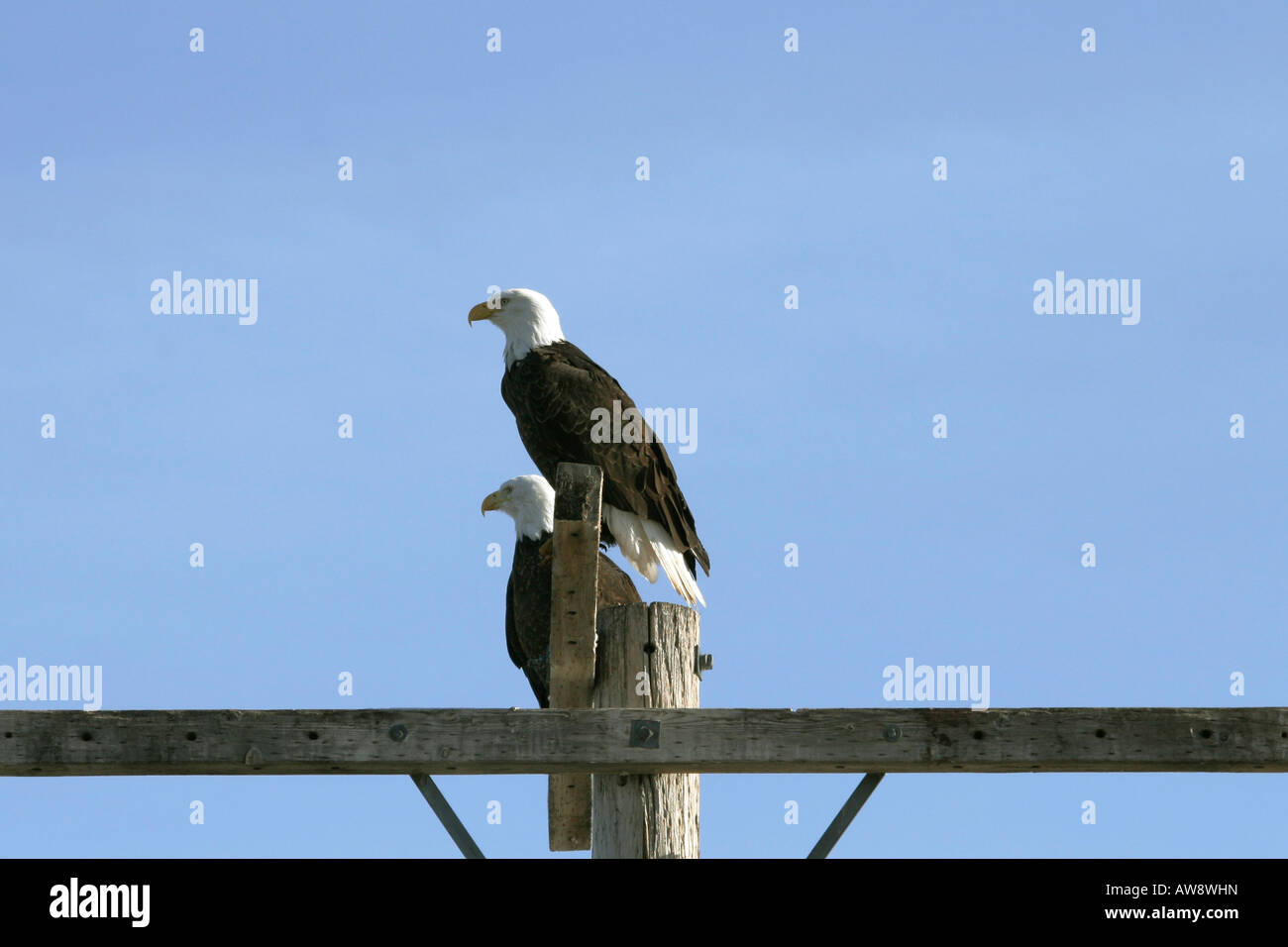 Two Bald Eagles Haliaeetus leucocephalus Perched on a pole Stock Photo
