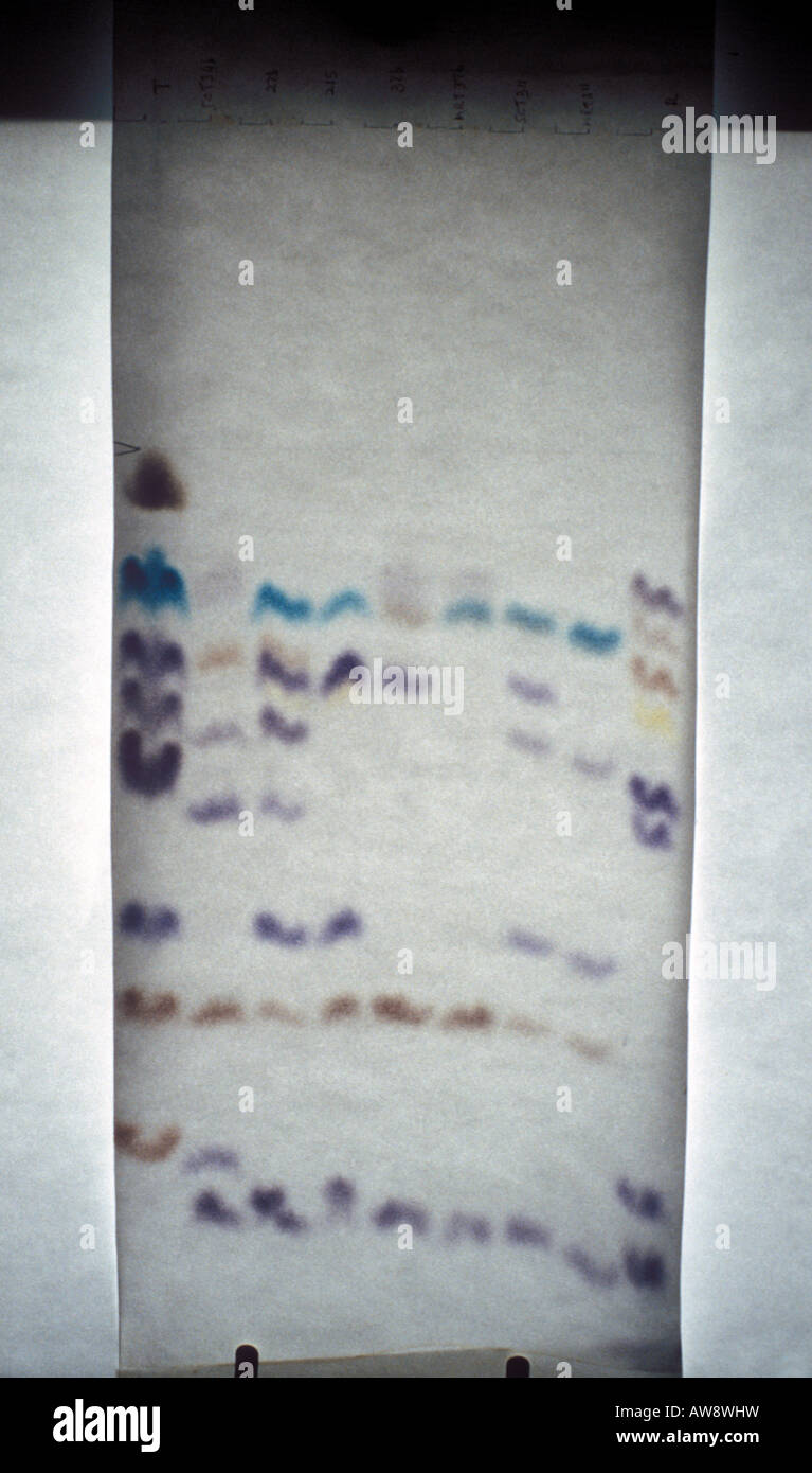 amino acids chromatogram Stock Photo