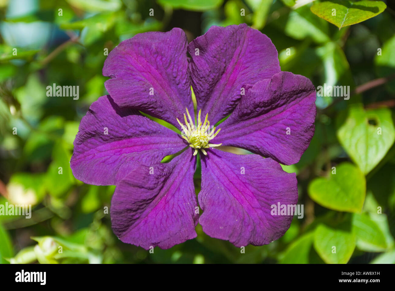 Close-up of a Purple Flowering Clematis Stock Photo