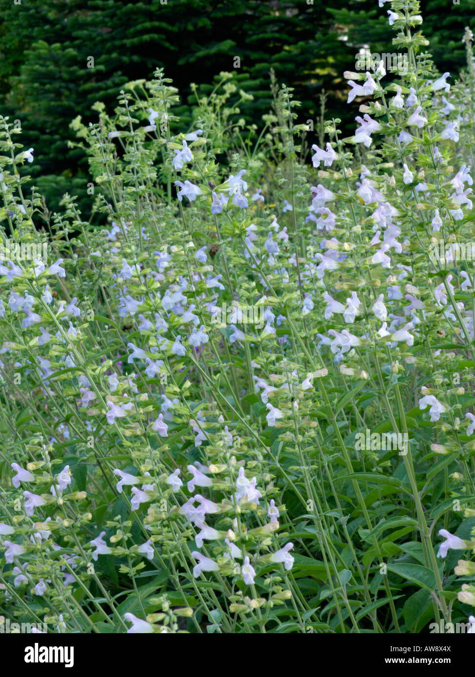 Balsamic sage (Salvia tomentosa) Stock Photo