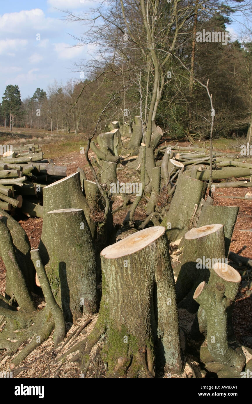 Trees being cut down hires stock photography and images Alamy