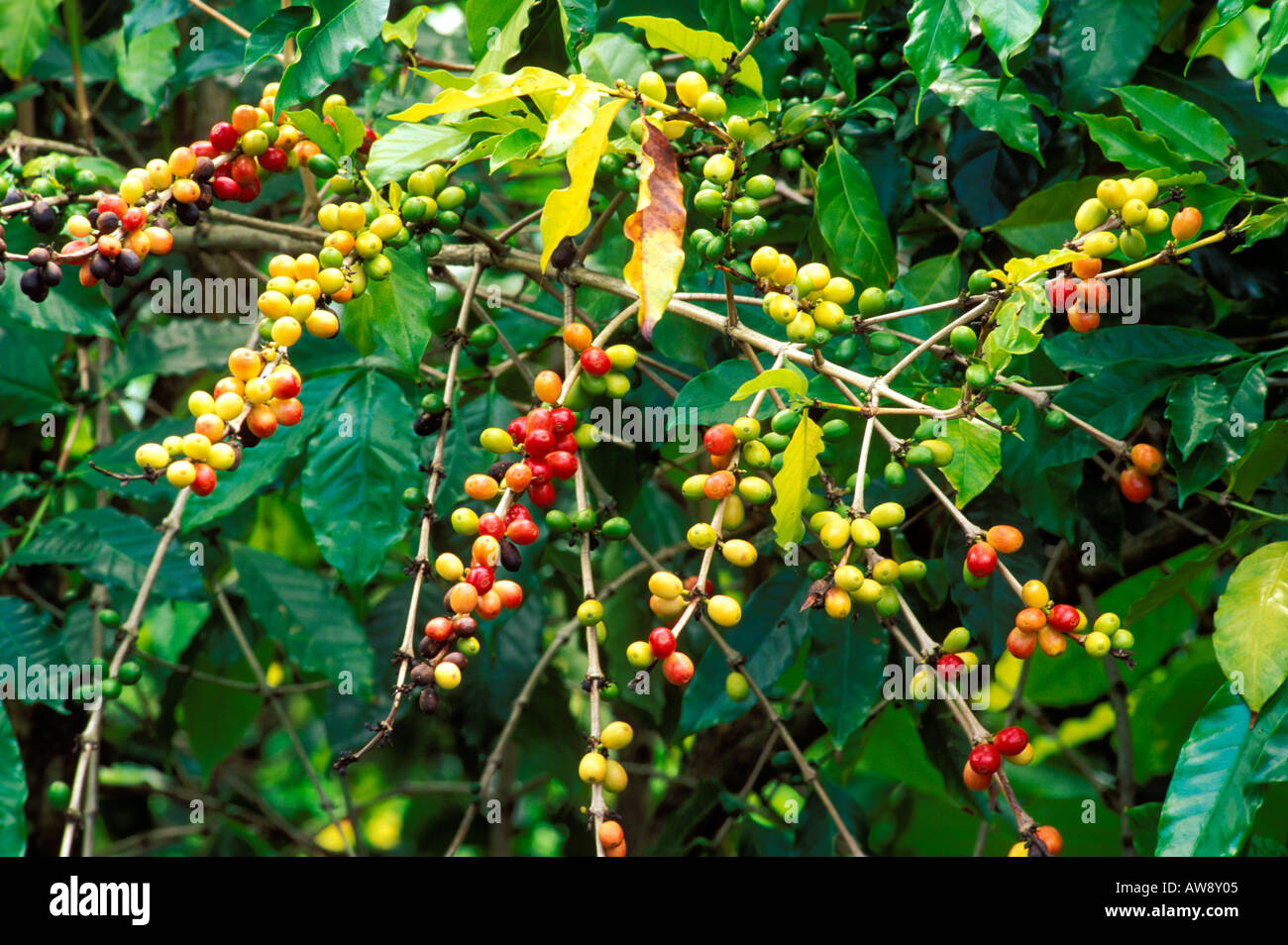 Kona coffee cherries hawaii hires stock photography and images Alamy