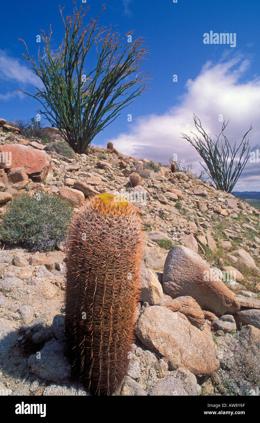 Spiny barrel cactus Ferocactus acanthodes and ocotillo Tierra Blanca Mountains Anza Borrego Desert State Park California Stock Photo