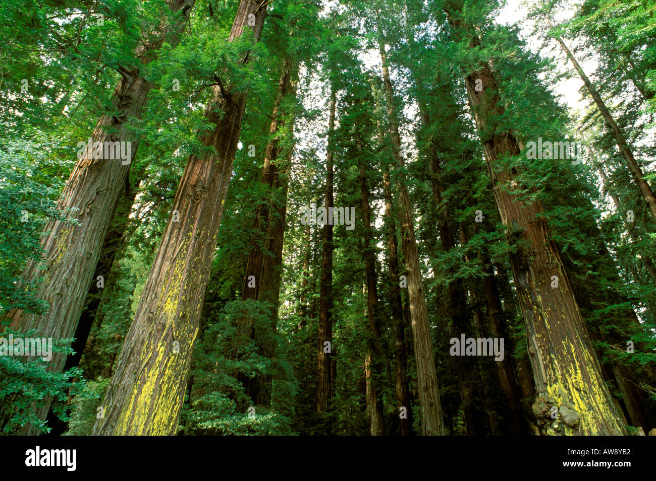 Old growth Redwoods Sequoia sempervirens Humboldt Redwoods State Park