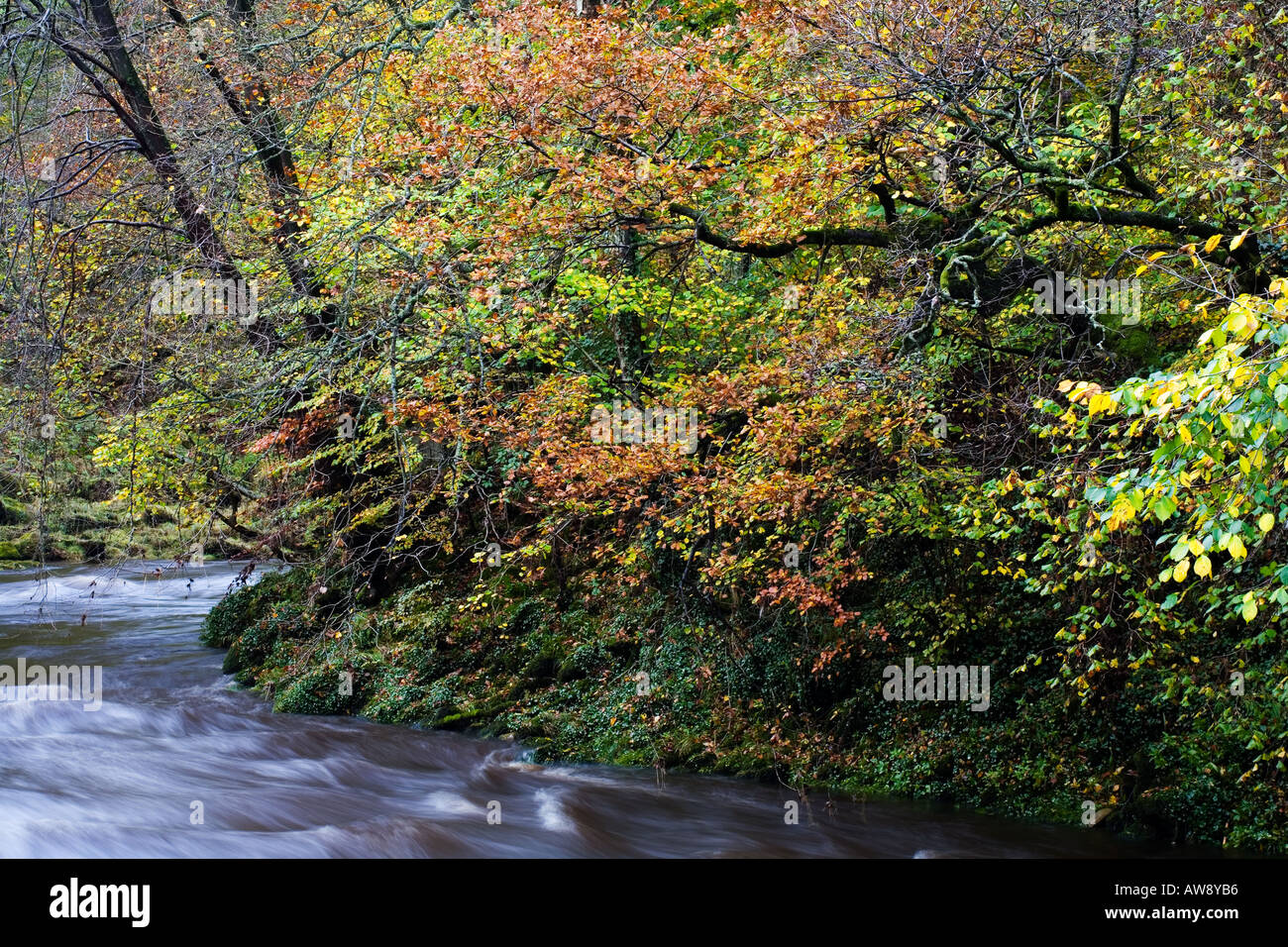 Autumn Colour on the River Wharfe Yorkshire Dales National Park England Stock Photo