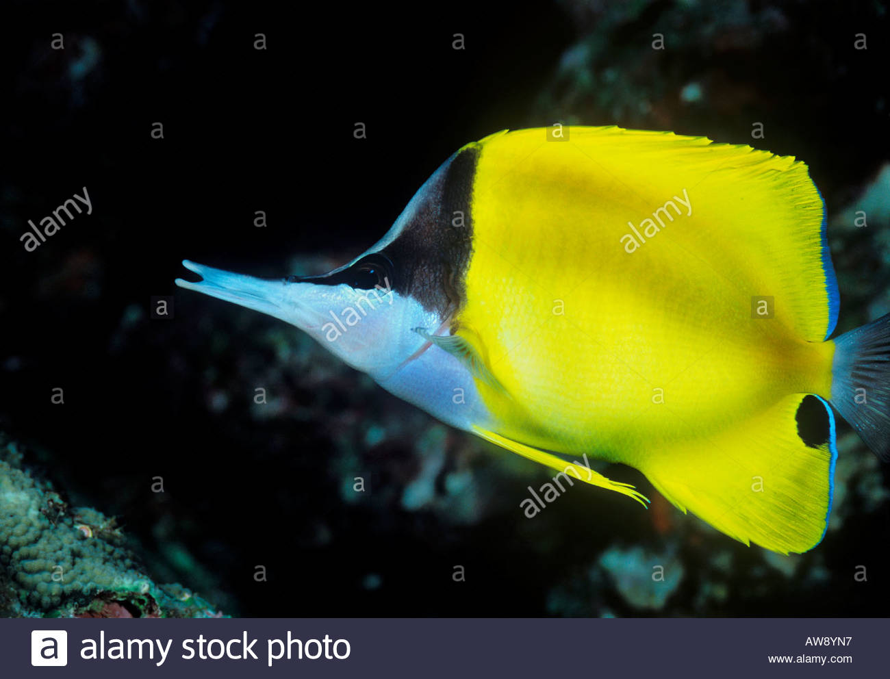 Sea Fish Long Nose Stock Photos & Sea Fish Long Nose Stock Images - Alamy