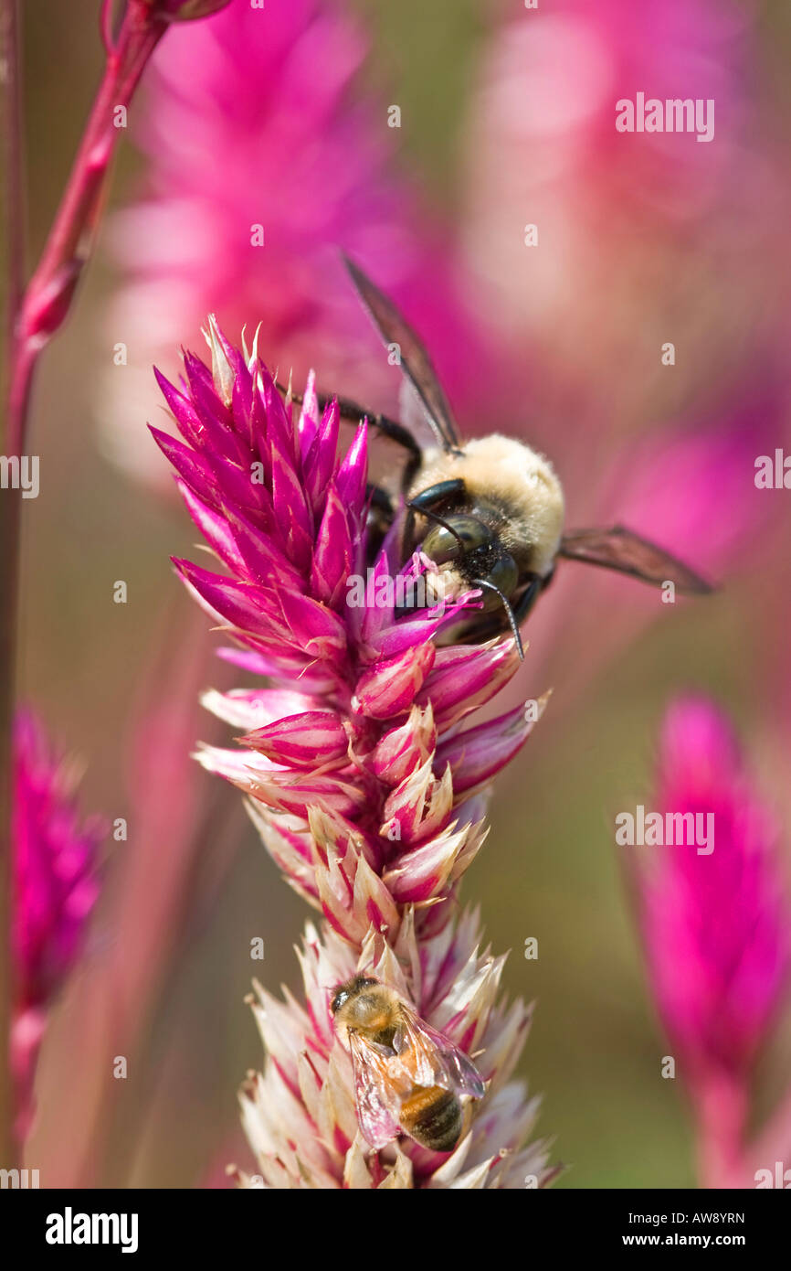 Top view bee on flower hi-res stock photography and images - Alamy