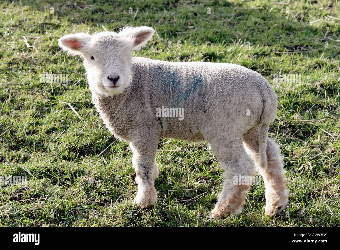 Lamb in field with sun shining through coat Stock Photo