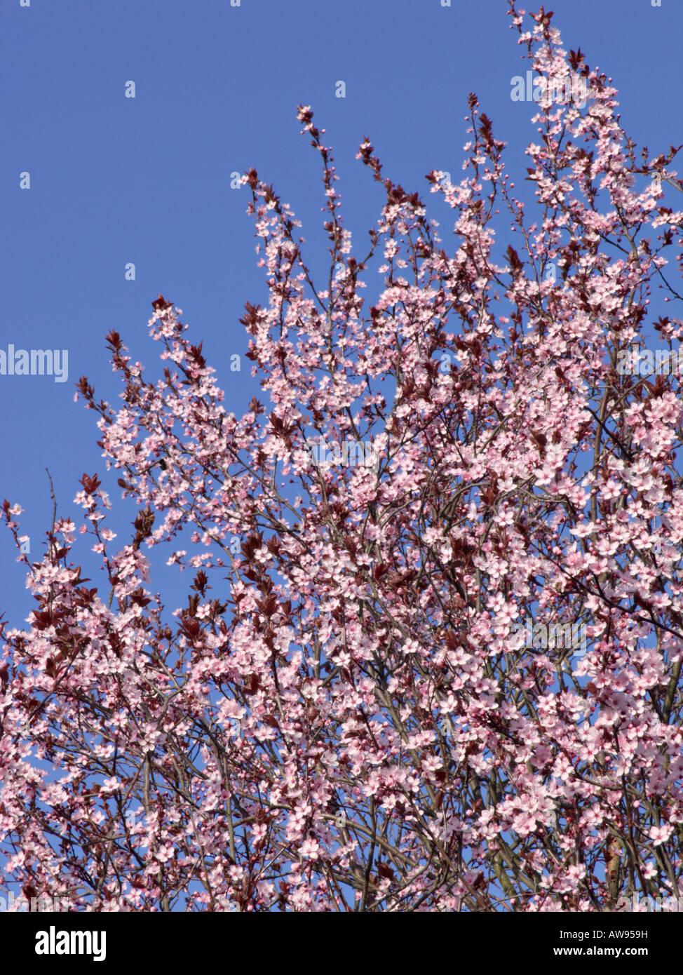 Cherry plum (Prunus cerasifera 'Nigra') Stock Photo