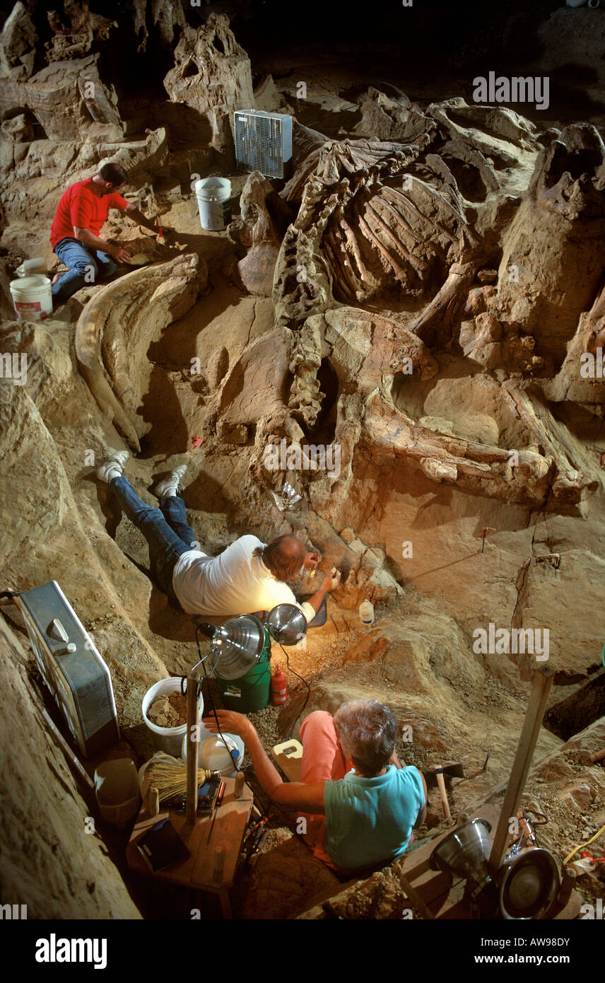 Paleontologists Excavating Colombian Mammoth Remains The Mammoth Site South Dakota Stock Photo