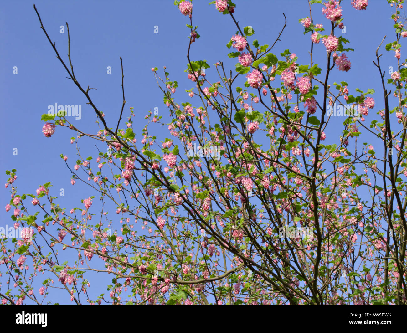 Flowering currant (Ribes sanguineum) Stock Photo