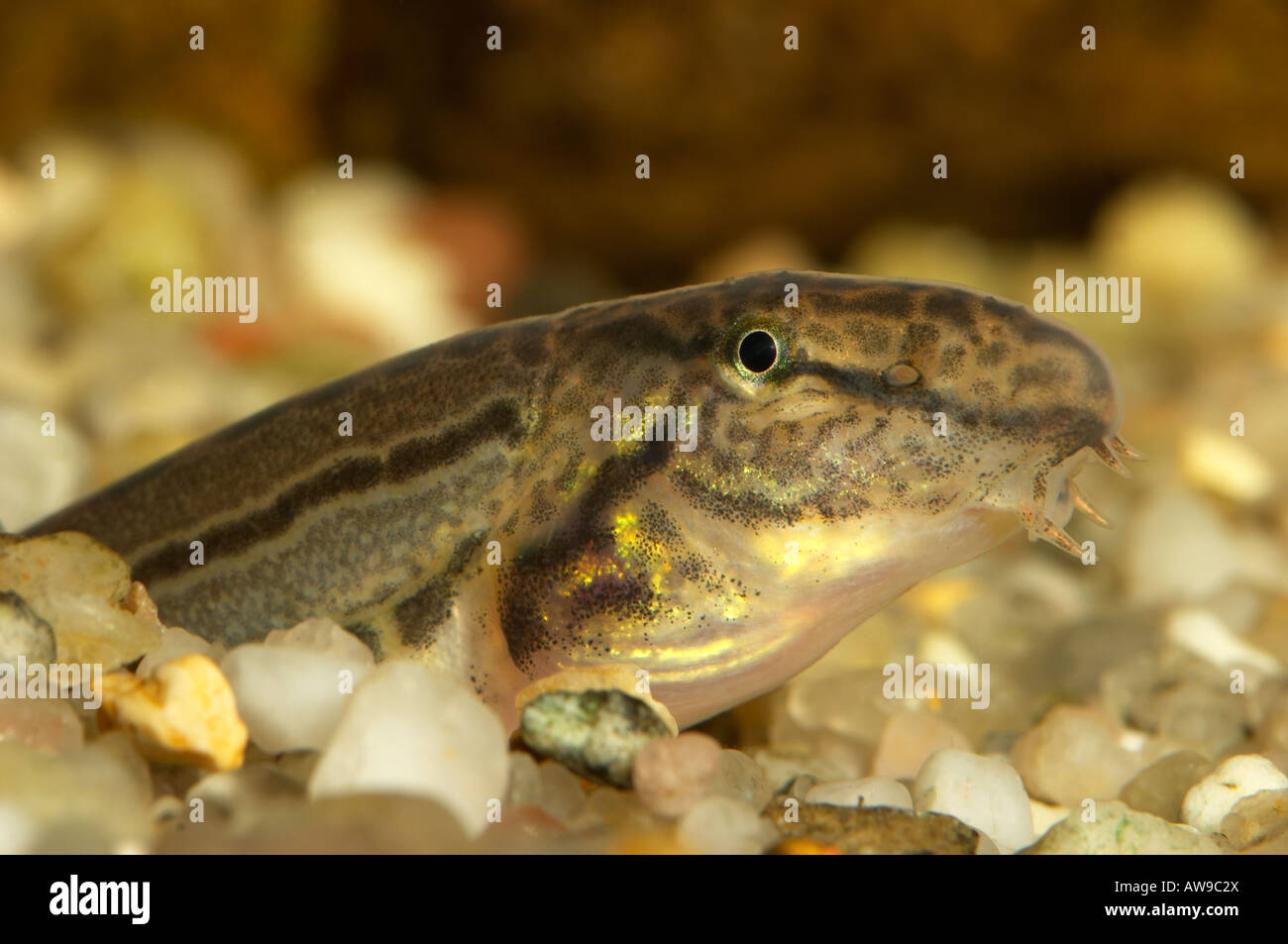 Spined Loach, Cobitis taenia Stock Photo