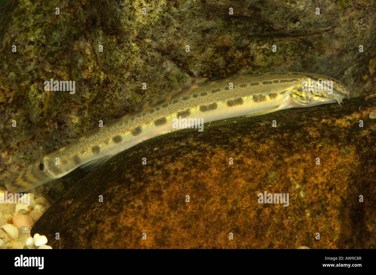 Spined Loach, Cobitis taenia Stock Photo