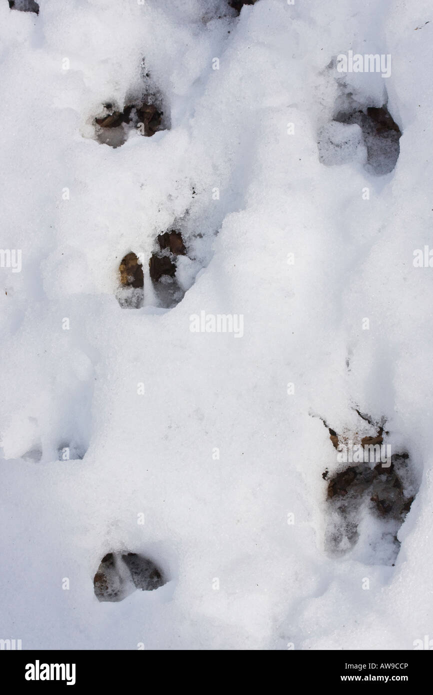 Deer Footprints In Snow