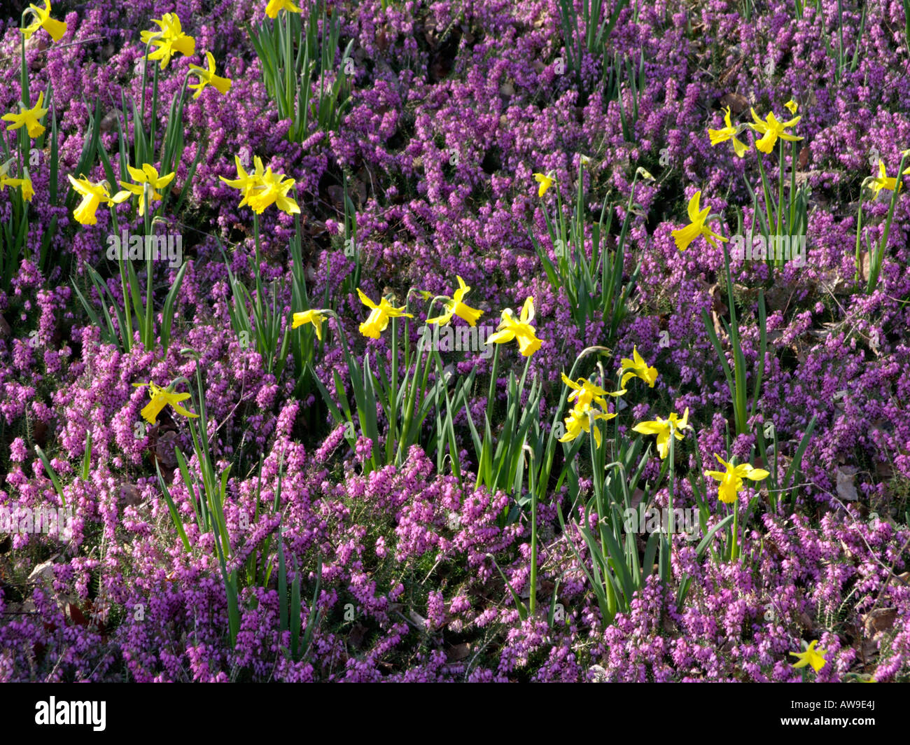 Daffodils (Narcissus) and winter heather (Erica carnea syn. Erica herbacea) Stock Photo