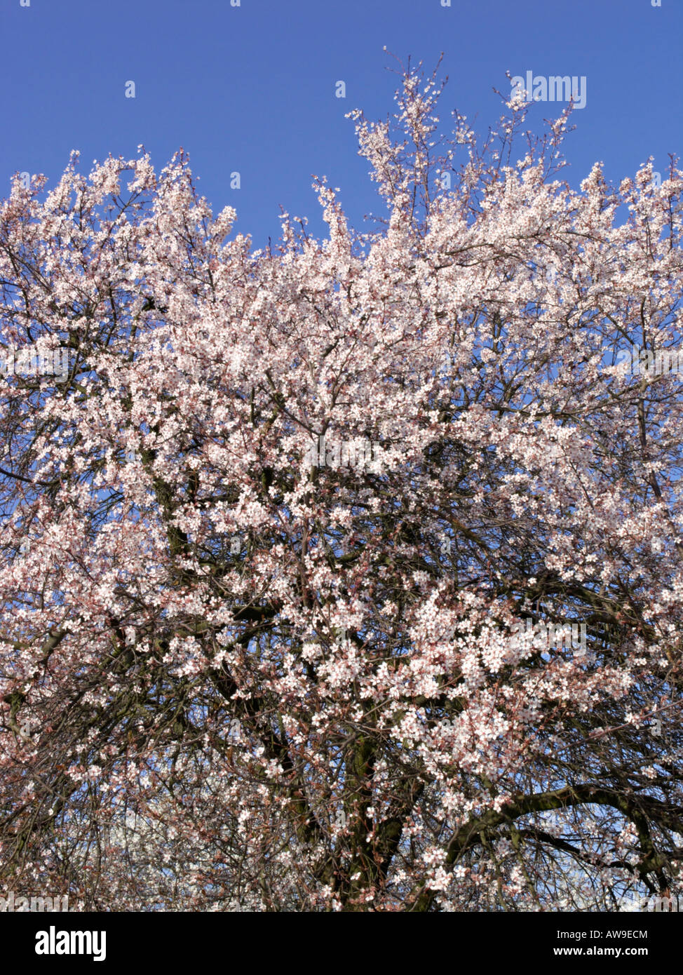 Cherry plum (Prunus cerasifera) Stock Photo