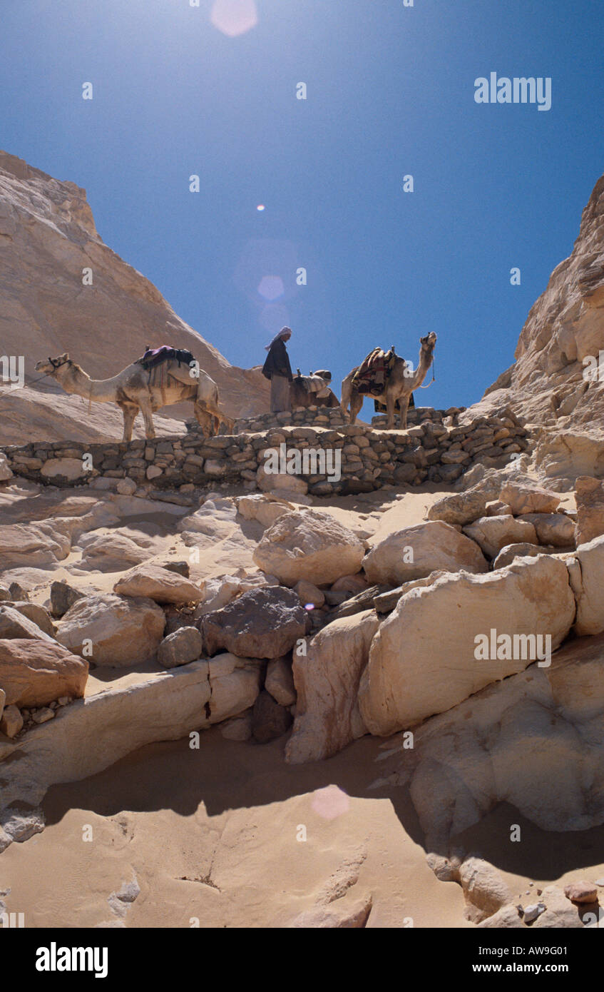 Camels in the Sinai desert, Egypt Stock Photo