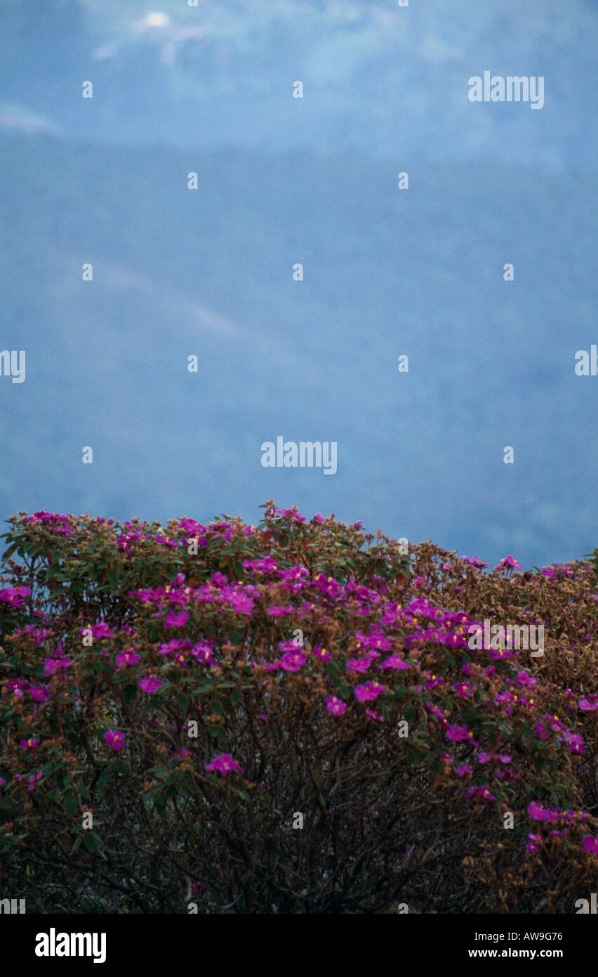 Pink flowers, Eravikulam National Park, near Munnar,  Kerala, Southern India Stock Photo