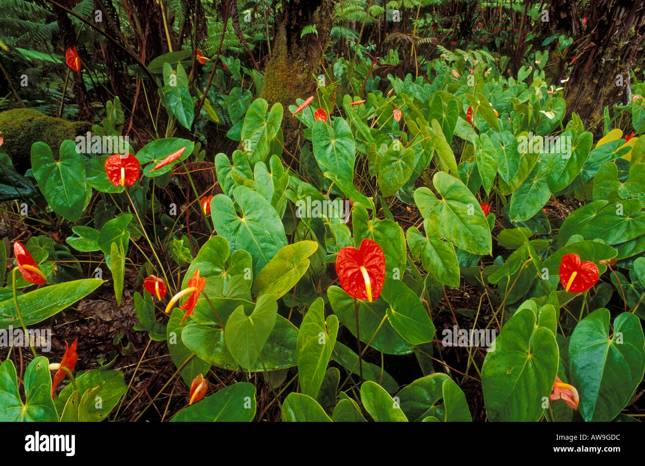 Anthurium flowers in a tree fern forest The Big Island Hawaii Stock Photo -  Alamy