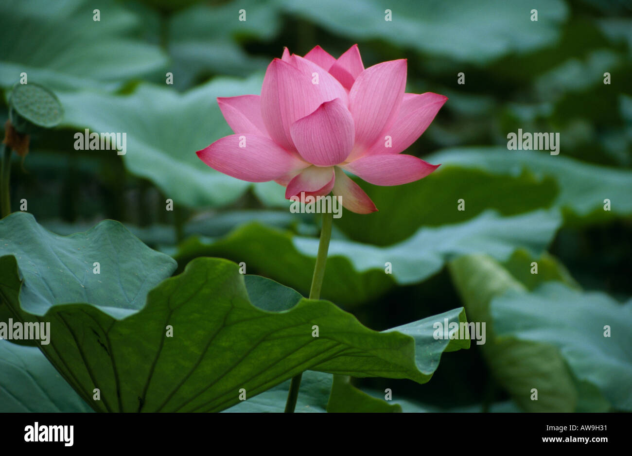 Lotus flower, China Stock Photo