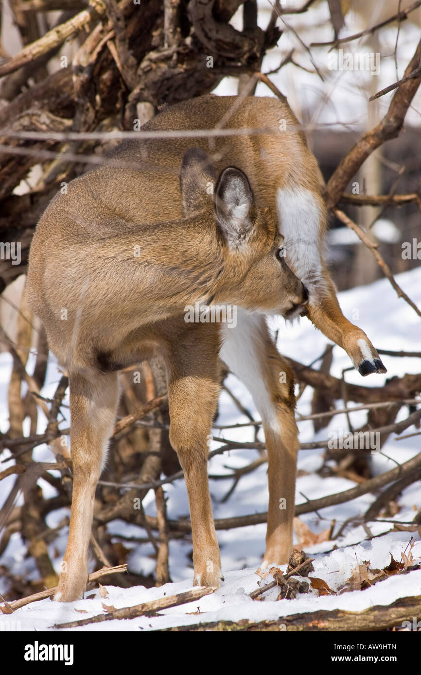 Young deer in the woods animals whitetail fawn doe herd cemetery graves Stock Photo