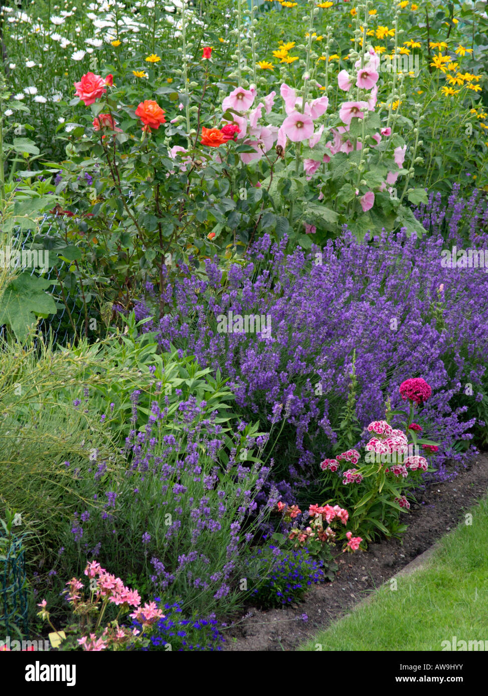 Common lavender (Lavandula angustifolia), roses (Rosa) and phlox (Phlox ...