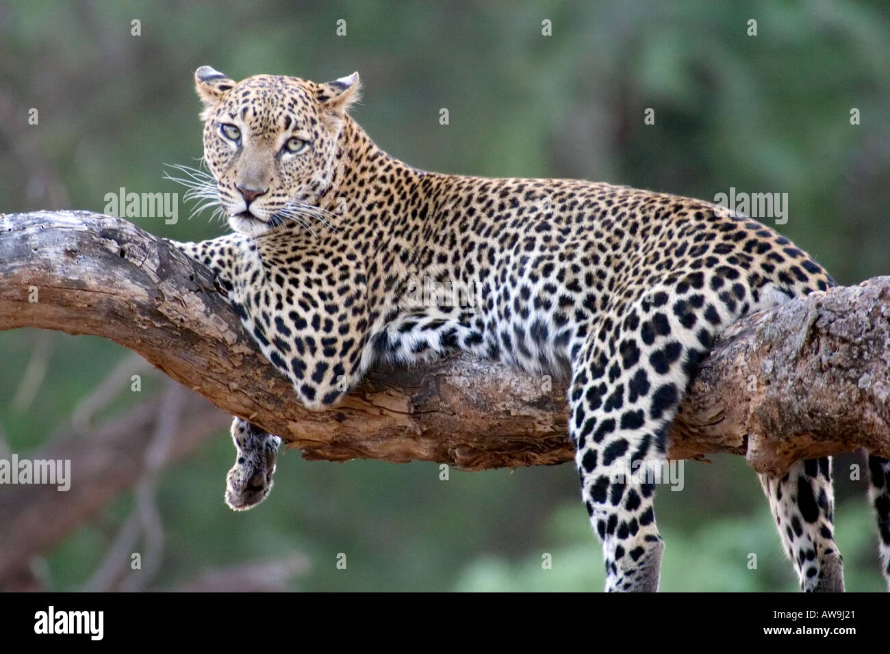 African leopard lying in a tree hi-res stock photography and images - Alamy
