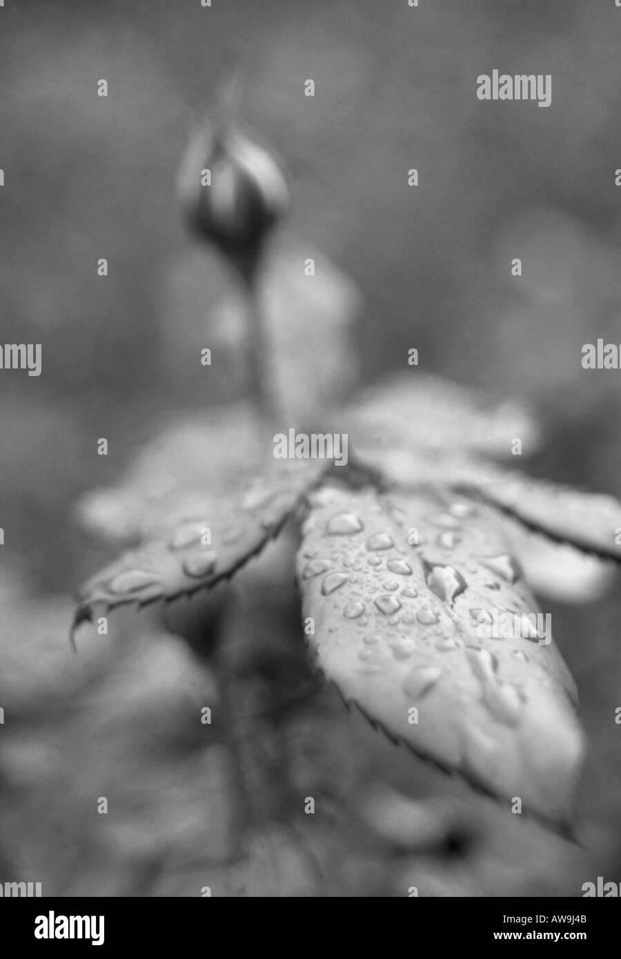 Rose garden in full bloom Black and White Stock Photos & Images - Alamy