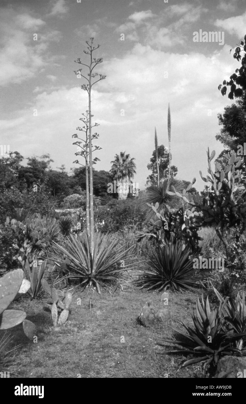 Guadalajara Black and White Stock Photos & Images Alamy