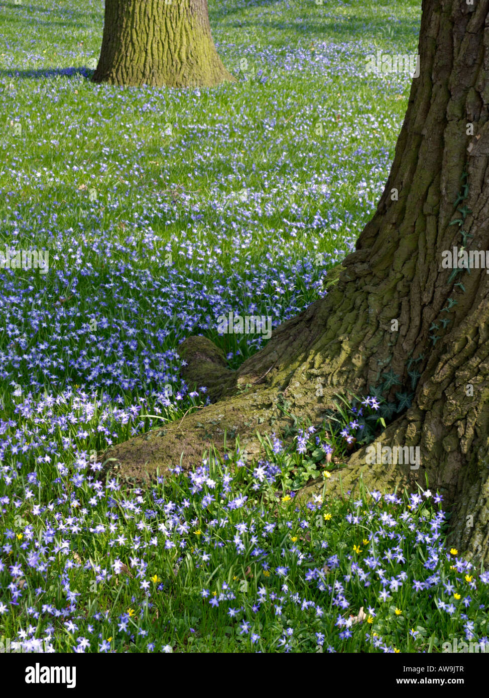 Forbes' glory of the snow (Chionodoxa forbesii syn. Scilla forbesii) and common oak (Quercus robur) Stock Photo