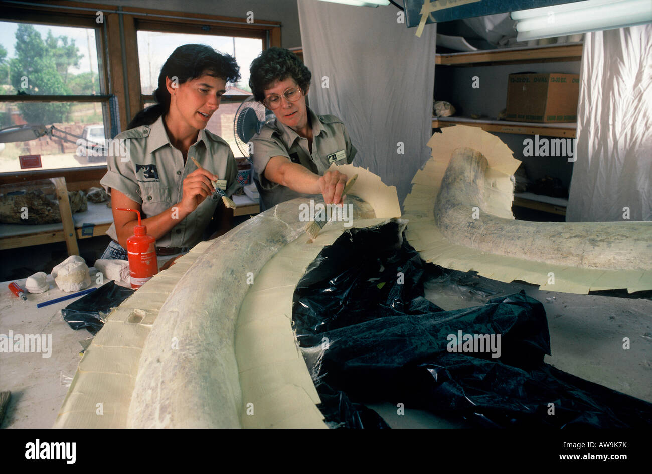 Paleontologists Preparing Colombian Mammoth Tusks for Transport The Mammoth Site South Dakota Stock Photo
