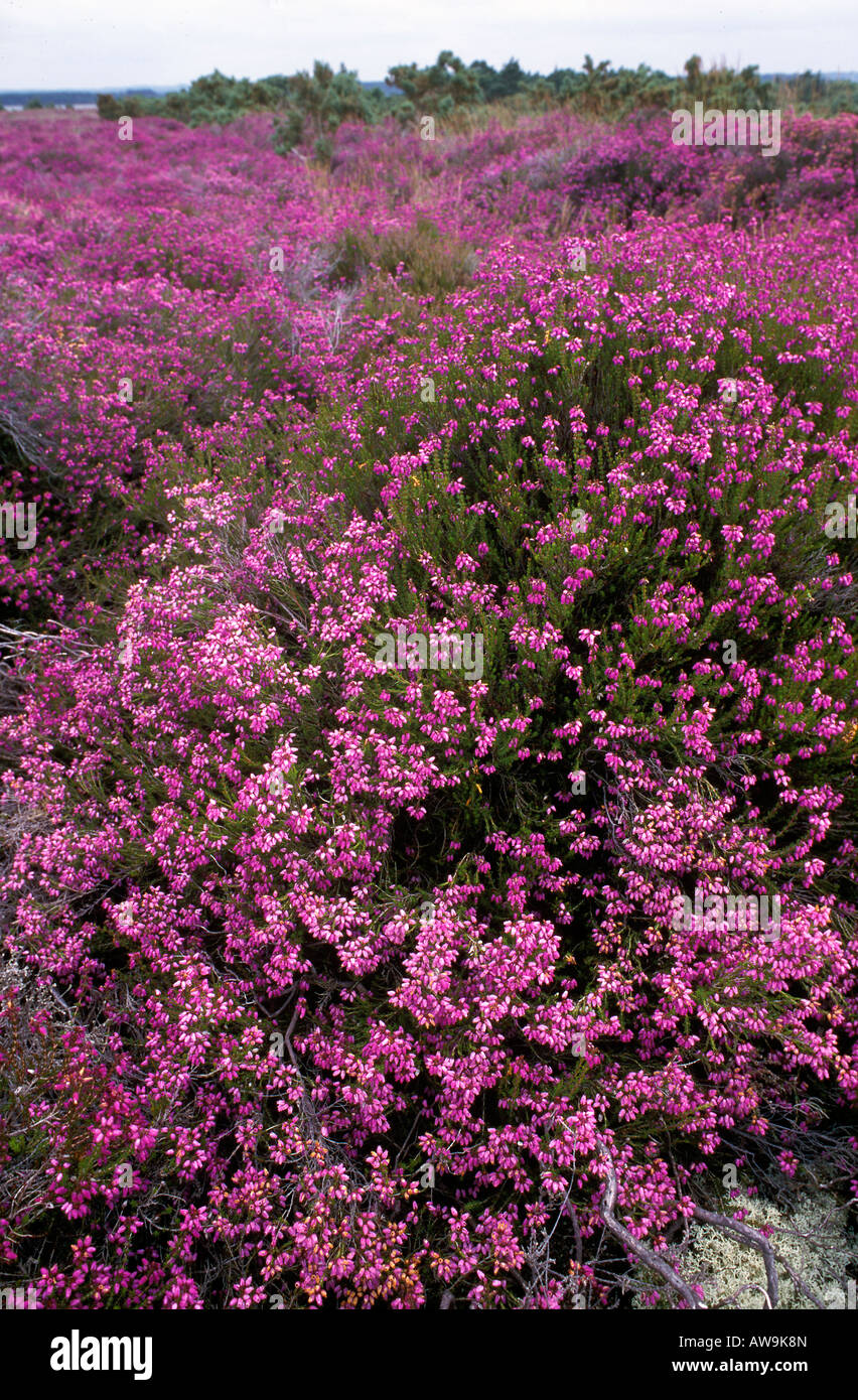 Pink Bell Heather Erica cinerea Southern England Stock Photo