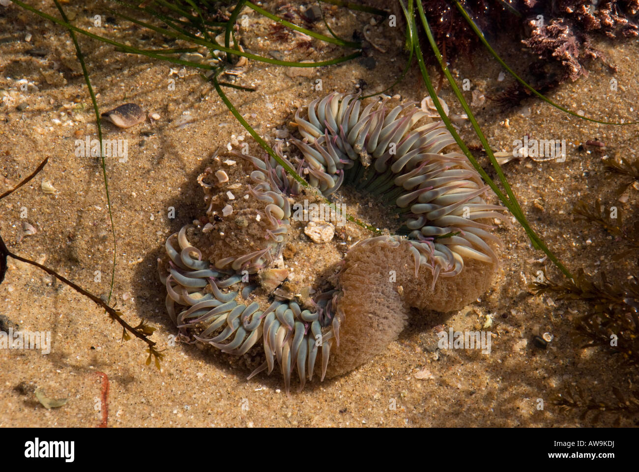 Sea anemone in a Pacific tidal pool Stock Photo