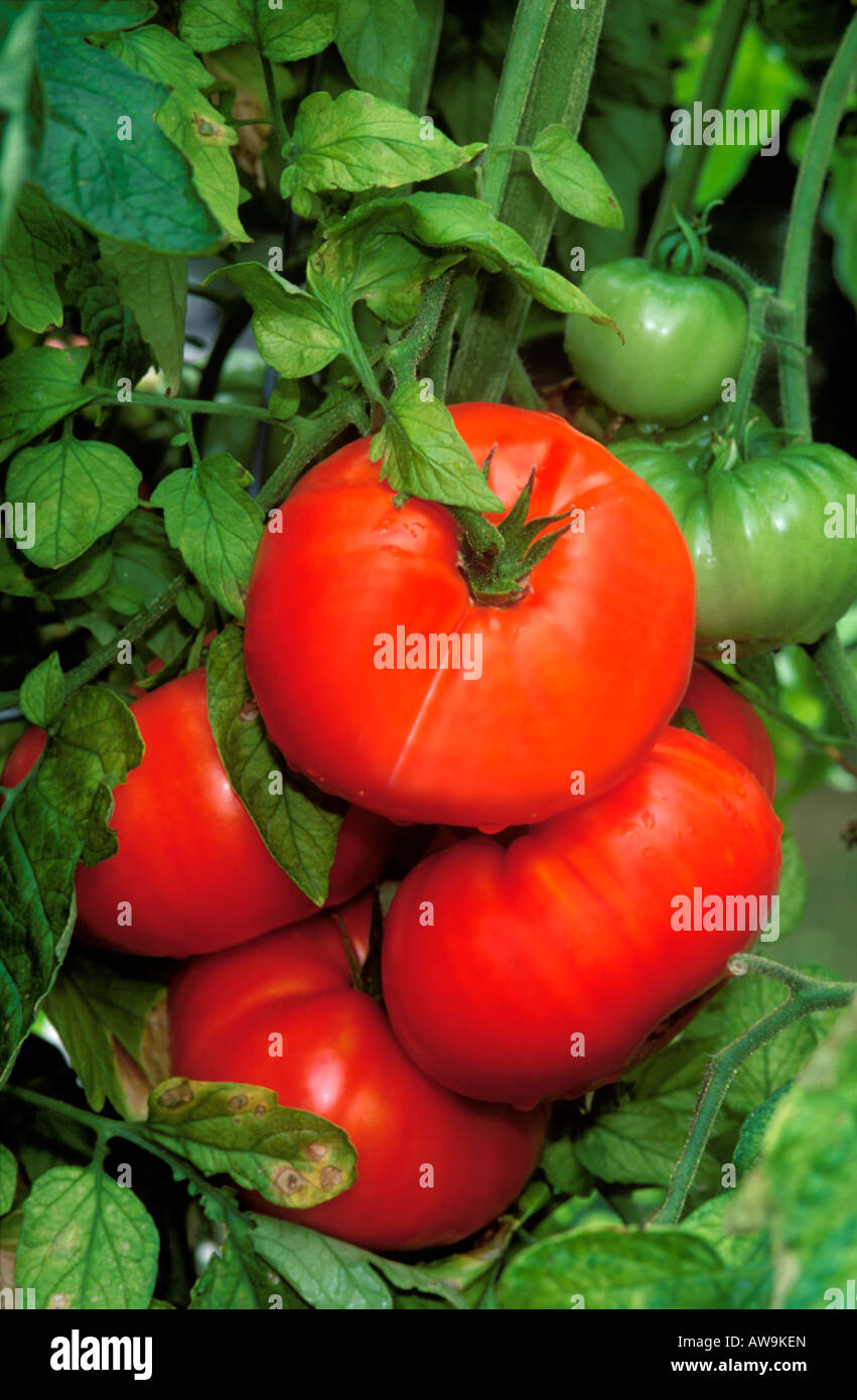 Ripe New Jersey Tomatoes Stock Photo - Alamy