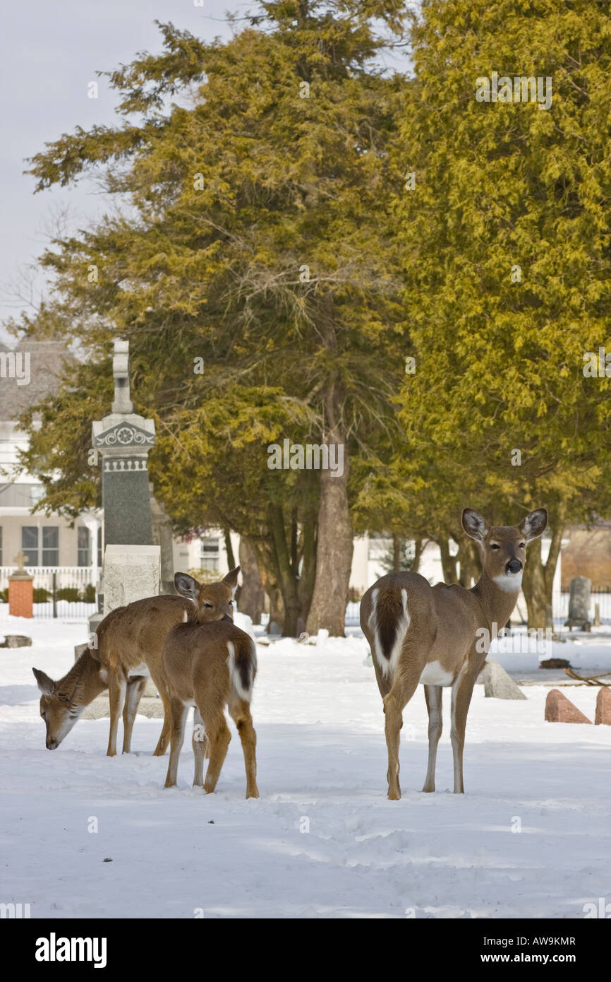 Deer family looking for food on the cemetery whitetail fawn doe cemetery animals winter deer Stock Photo